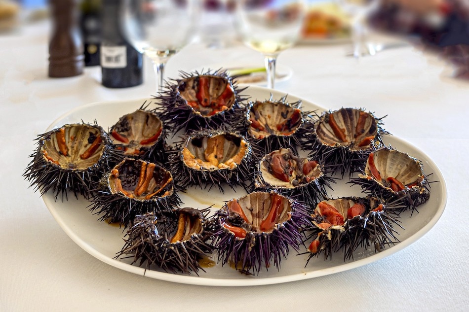 extraordinary sea urchin