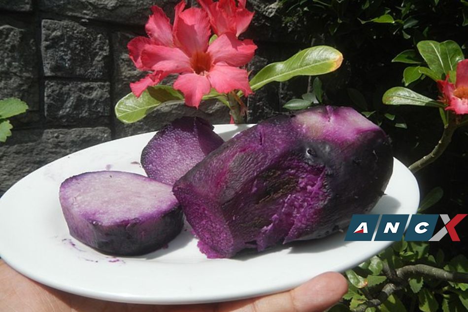 How ube saved Boholanos from hunger, became sacred crop 2