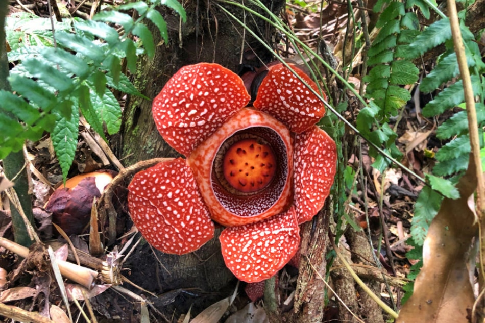 A Makiling encounter with the elusive rafflesia made this mountaineer see beyond scenic views 2