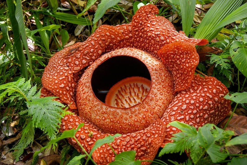 A Makiling encounter with the elusive rafflesia made this mountaineer see beyond scenic views 11