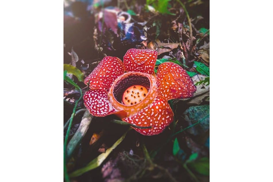 A Makiling encounter with the elusive rafflesia made this mountaineer see beyond scenic views 12