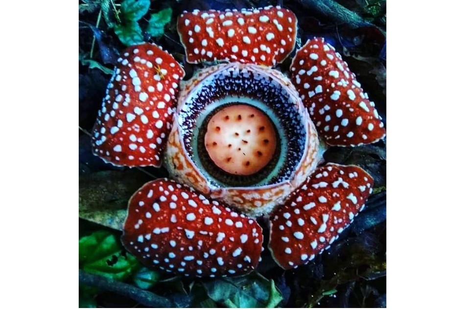 A Makiling encounter with the elusive rafflesia made this mountaineer see beyond scenic views 13