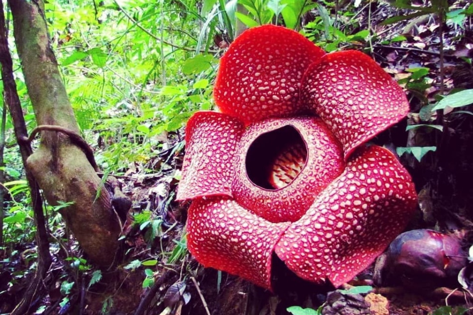A Makiling encounter with the elusive rafflesia made this mountaineer see beyond scenic views 14