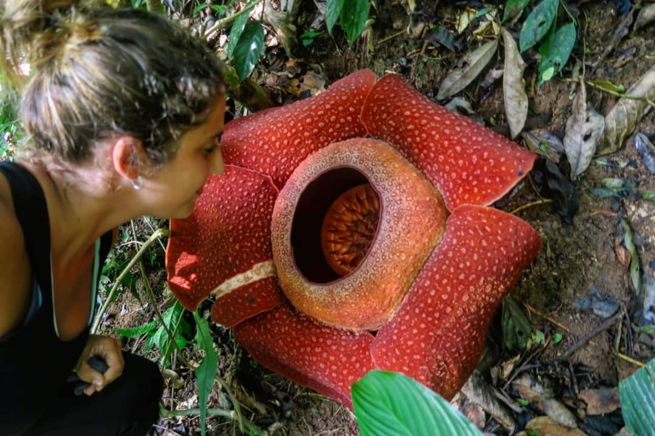 A Makiling encounter with the elusive rafflesia made this mountaineer see beyond scenic views 15