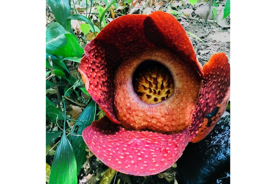 A Makiling encounter with the elusive rafflesia made this mountaineer see beyond scenic views 16