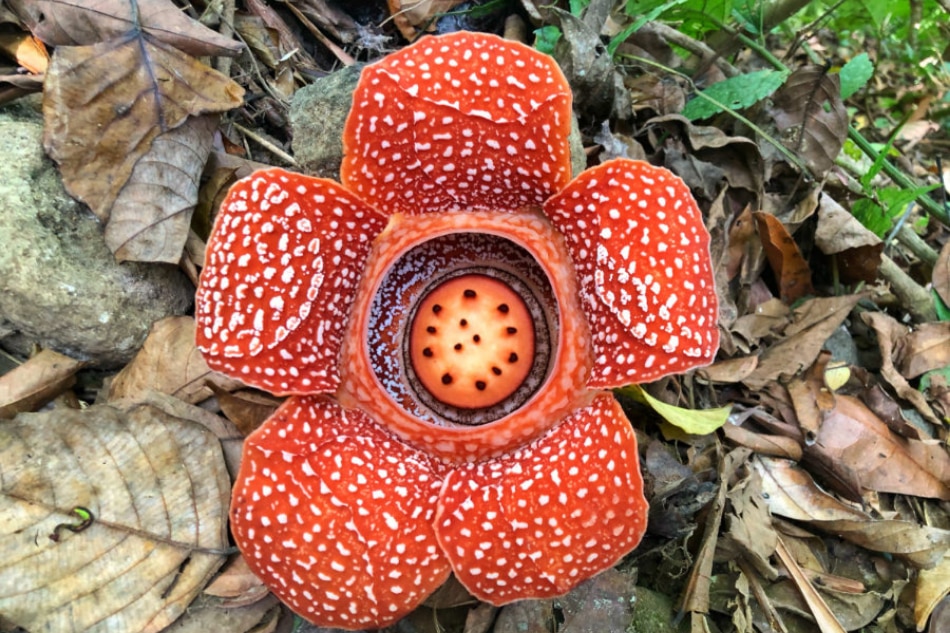 A Makiling encounter with the elusive rafflesia made this mountaineer see beyond scenic views 5