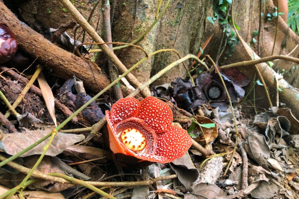 A Makiling encounter with the elusive rafflesia made this mountaineer see beyond scenic views 6