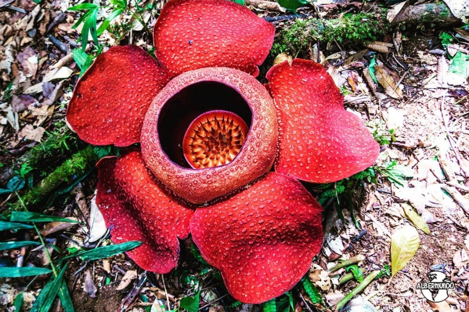 A Makiling encounter with the elusive rafflesia made this mountaineer see beyond scenic views 7