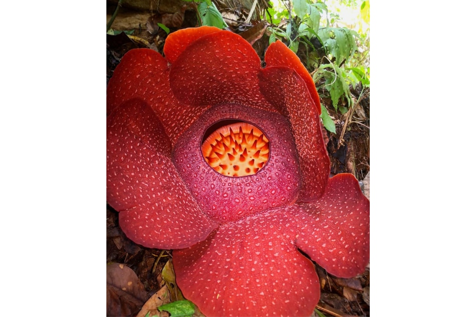 A Makiling encounter with the elusive rafflesia made this mountaineer see beyond scenic views 8