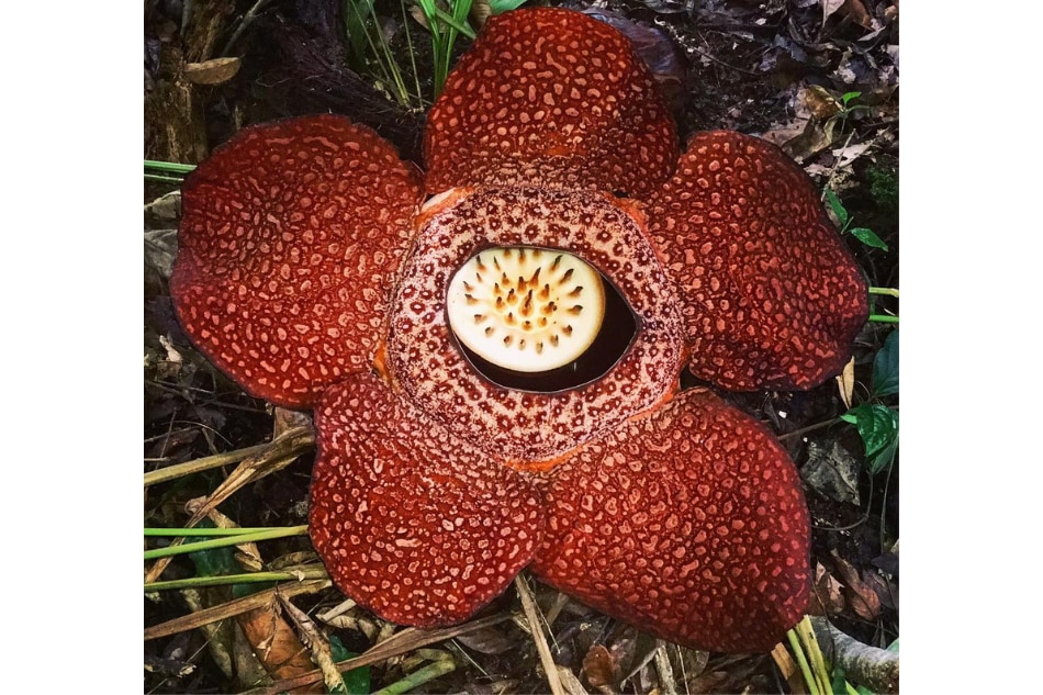 A Makiling encounter with the elusive rafflesia made this mountaineer see beyond scenic views 9
