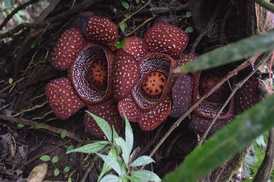 A Makiling encounter with the elusive rafflesia made this mountaineer see beyond scenic views 10