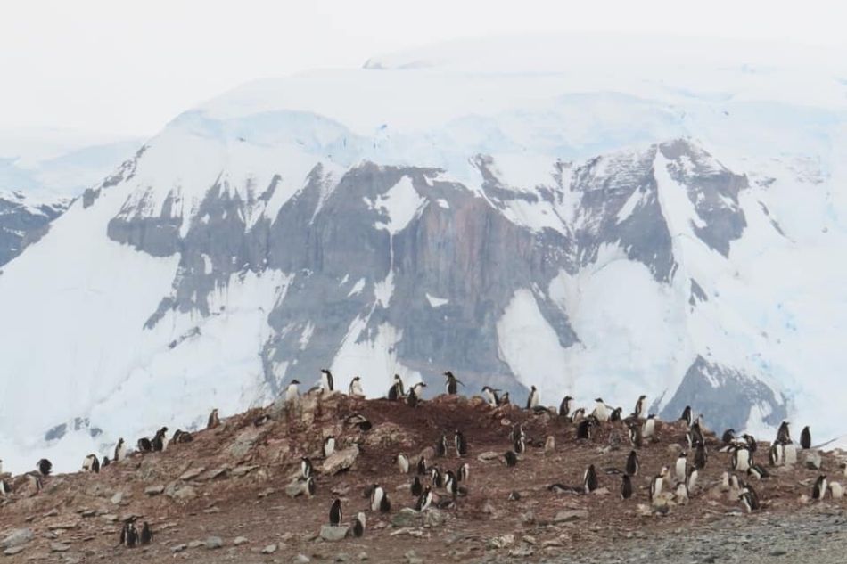 In this Antarctic trip, you can jump into the icy waters and live to boast about it 6