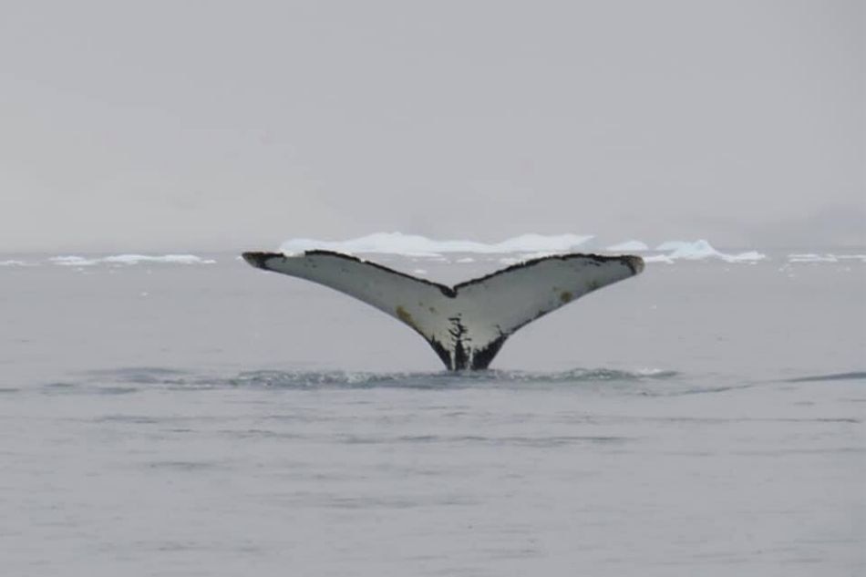 In this Antarctic trip, you can jump into the icy waters and live to boast about it 10