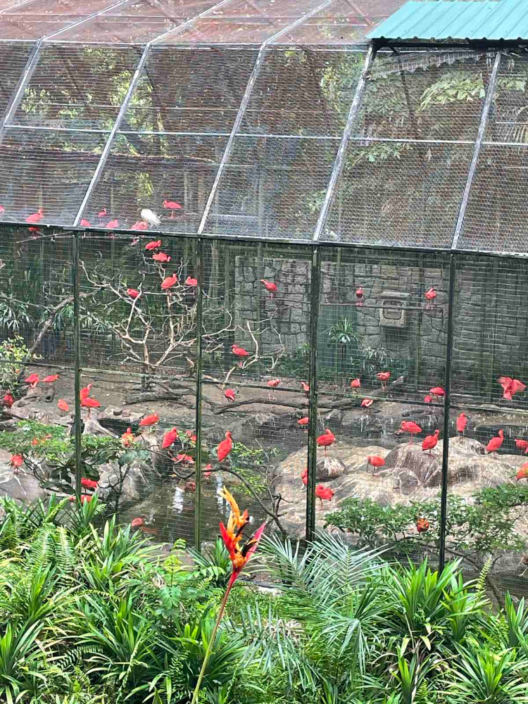 Jurong Bird Park.