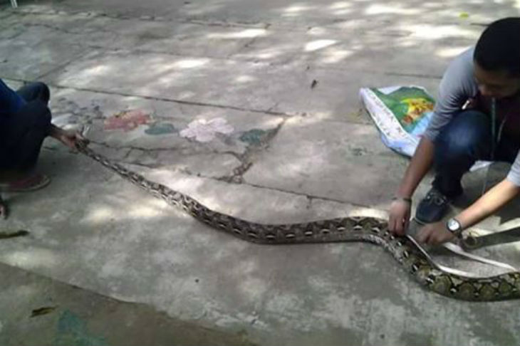 12 Ft Python Falls From Shop S Ceiling In La Union Abs Cbn News