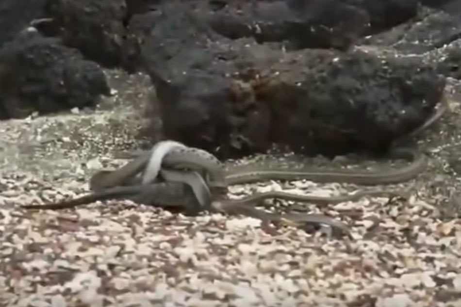 bbc iguana escaping lots of snakes