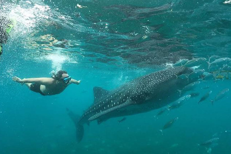 LOOK: Baron Geisler swims with whale shark in Oslob | ABS-CBN News