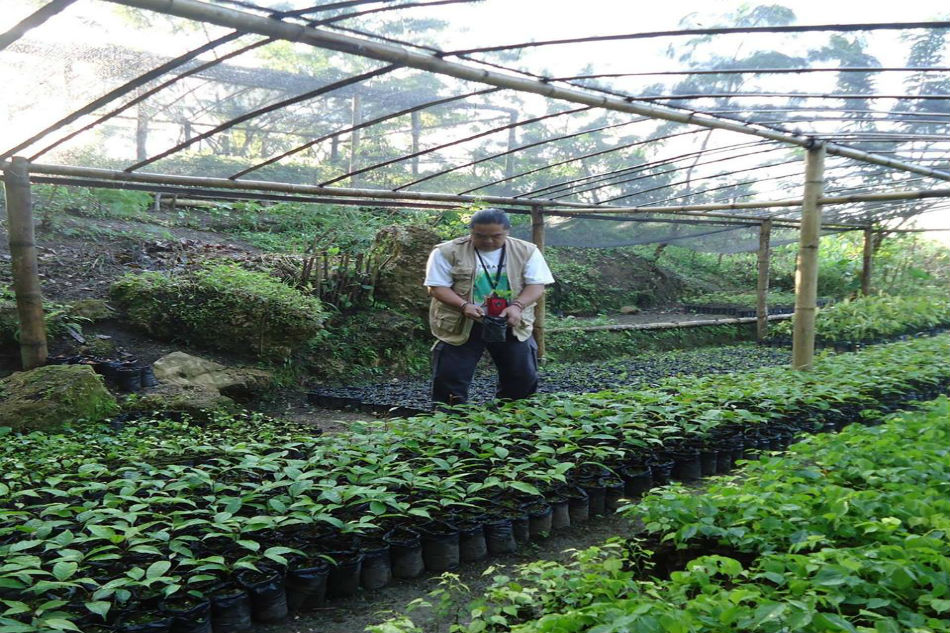 Baguio native spends 30 years to create his own forest 3