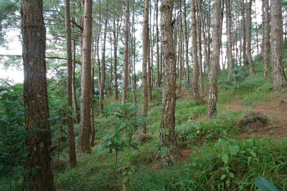 Baguio native spends 30 years to create his own forest 4