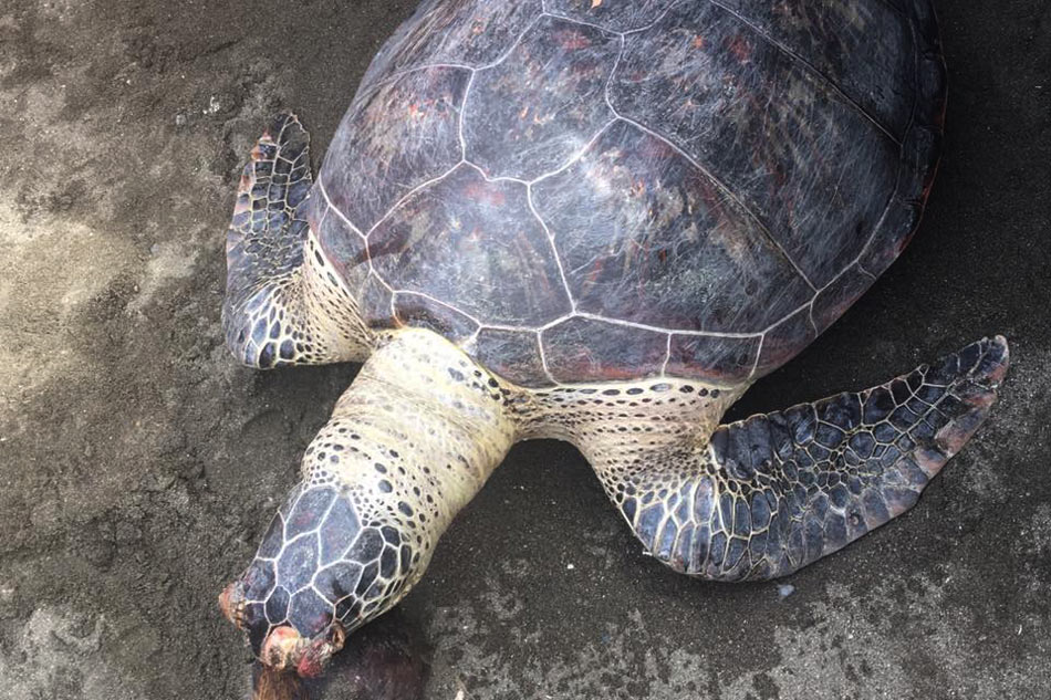 Turtle found dead near protected area 1