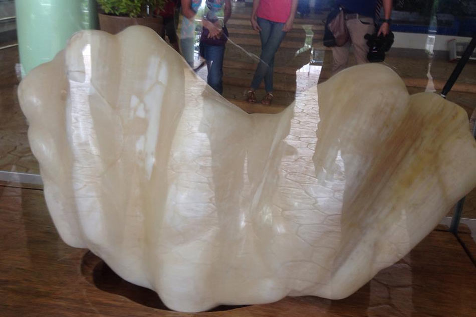 LOOK: 34-kilogram pearl wows in Puerto Princesa 1