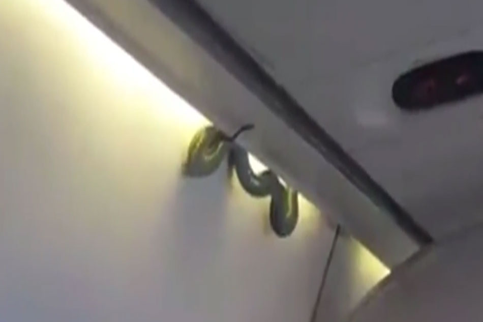 WATCH: Real-life snake on a plane scares passengers | ABS-CBN News